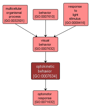 GO:0007634 - optokinetic behavior (interactive image map)