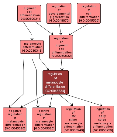 GO:0045634 - regulation of melanocyte differentiation (interactive image map)