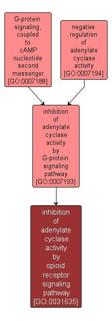GO:0031635 - inhibition of adenylate cyclase activity by opioid receptor signaling pathway (interactive image map)