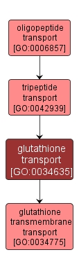 GO:0034635 - glutathione transport (interactive image map)