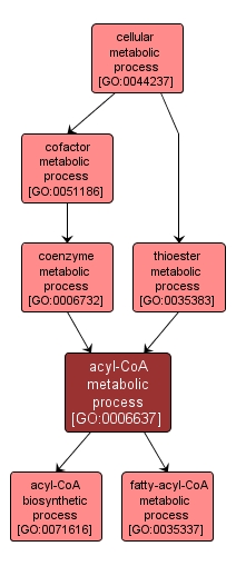 GO:0006637 - acyl-CoA metabolic process (interactive image map)