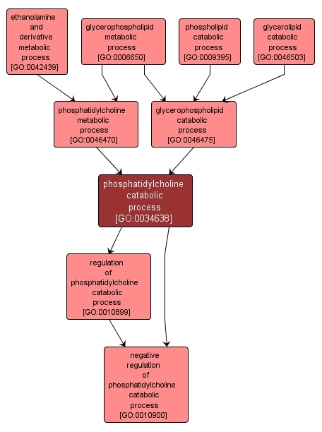 GO:0034638 - phosphatidylcholine catabolic process (interactive image map)