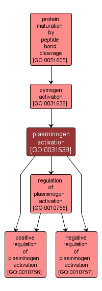GO:0031639 - plasminogen activation (interactive image map)