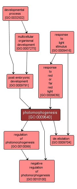 GO:0009640 - photomorphogenesis (interactive image map)