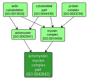 GO:0042642 - actomyosin, myosin complex part (interactive image map)