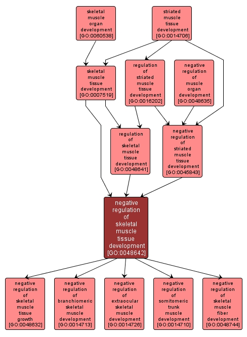 GO:0048642 - negative regulation of skeletal muscle tissue development (interactive image map)