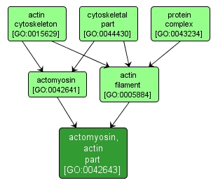 GO:0042643 - actomyosin, actin part (interactive image map)