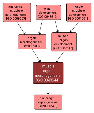 GO:0048644 - muscle organ morphogenesis (interactive image map)
