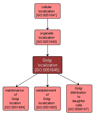 GO:0051645 - Golgi localization (interactive image map)