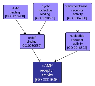 GO:0001646 - cAMP receptor activity (interactive image map)