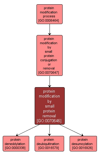 GO:0070646 - protein modification by small protein removal (interactive image map)