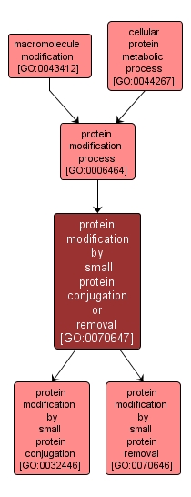 GO:0070647 - protein modification by small protein conjugation or removal (interactive image map)