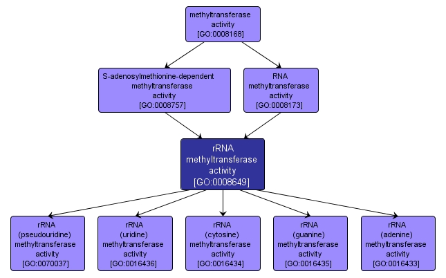 GO:0008649 - rRNA methyltransferase activity (interactive image map)
