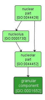 GO:0001652 - granular component (interactive image map)