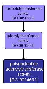 GO:0004652 - polynucleotide adenylyltransferase activity (interactive image map)