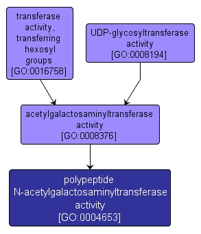 GO:0004653 - polypeptide N-acetylgalactosaminyltransferase activity (interactive image map)