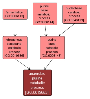 GO:0019653 - anaerobic purine catabolic process (interactive image map)