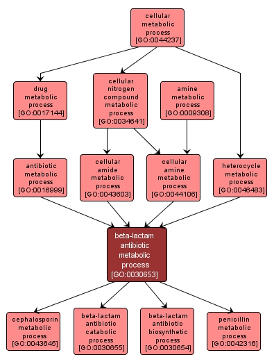 GO:0030653 - beta-lactam antibiotic metabolic process (interactive image map)