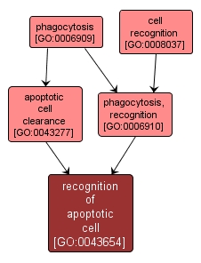 GO:0043654 - recognition of apoptotic cell (interactive image map)