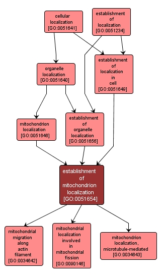GO:0051654 - establishment of mitochondrion localization (interactive image map)