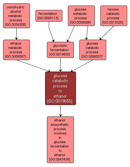 GO:0019655 - glucose catabolic process to ethanol (interactive image map)