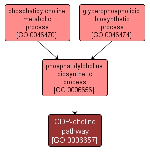 GO:0006657 - CDP-choline pathway (interactive image map)