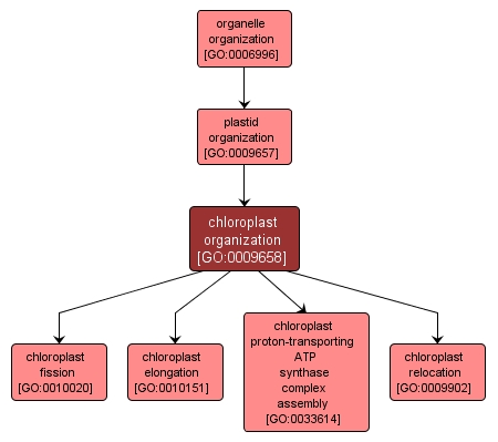 GO:0009658 - chloroplast organization (interactive image map)