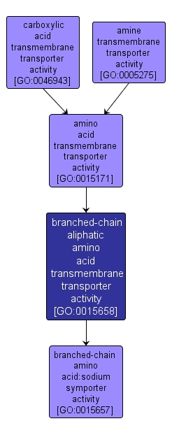 GO:0015658 - branched-chain aliphatic amino acid transmembrane transporter activity (interactive image map)