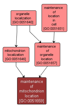 GO:0051659 - maintenance of mitochondrion location (interactive image map)