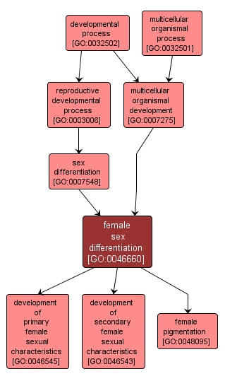 GO:0046660 - female sex differentiation (interactive image map)