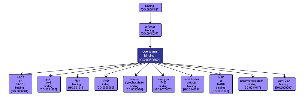 GO:0050662 - coenzyme binding (interactive image map)