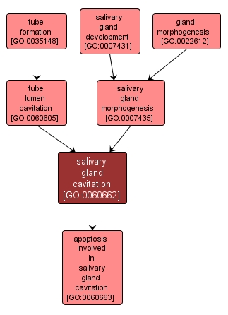 GO:0060662 - salivary gland cavitation (interactive image map)