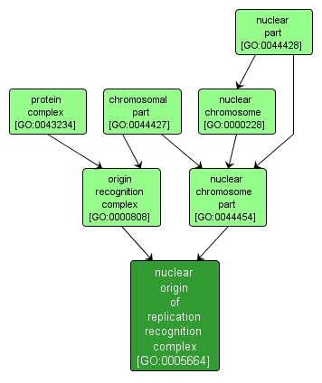 GO:0005664 - nuclear origin of replication recognition complex (interactive image map)