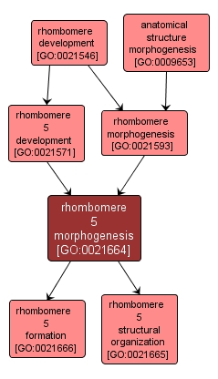 GO:0021664 - rhombomere 5 morphogenesis (interactive image map)