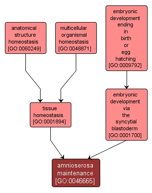 GO:0046665 - amnioserosa maintenance (interactive image map)