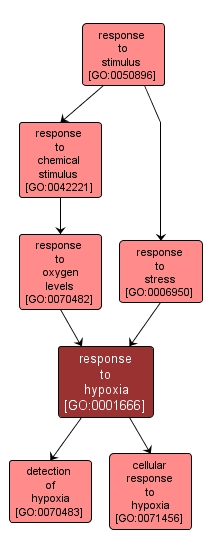 GO:0001666 - response to hypoxia (interactive image map)