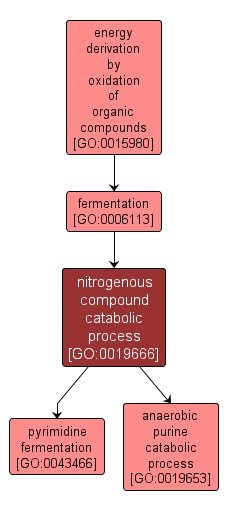 GO:0019666 - nitrogenous compound catabolic process (interactive image map)