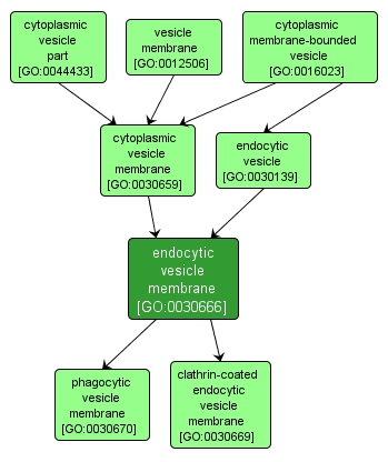 GO:0030666 - endocytic vesicle membrane (interactive image map)