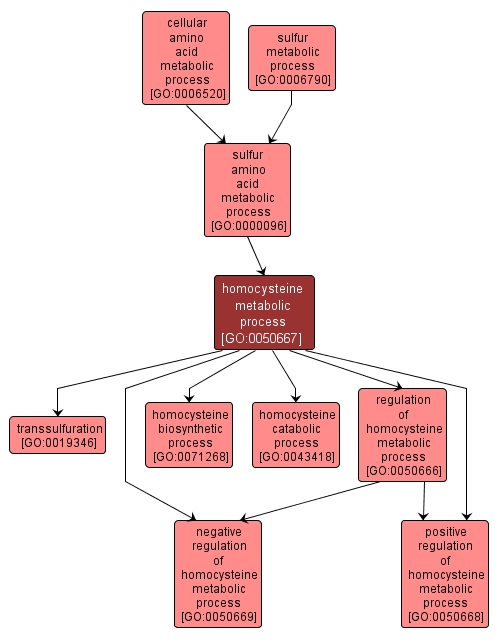 GO:0050667 - homocysteine metabolic process (interactive image map)