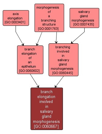 GO:0060667 - branch elongation involved in salivary gland morphogenesis (interactive image map)