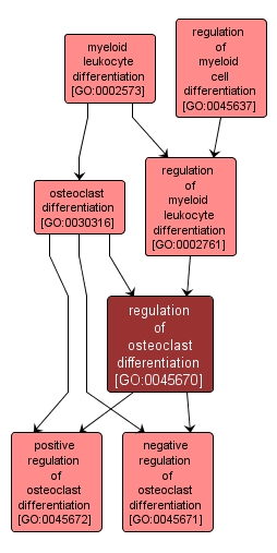 GO:0045670 - regulation of osteoclast differentiation (interactive image map)