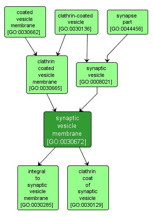 GO:0030672 - synaptic vesicle membrane (interactive image map)