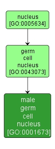 GO:0001673 - male germ cell nucleus (interactive image map)
