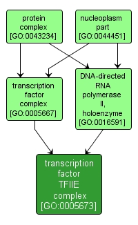 GO:0005673 - transcription factor TFIIE complex (interactive image map)
