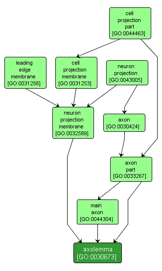 GO:0030673 - axolemma (interactive image map)