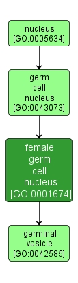 GO:0001674 - female germ cell nucleus (interactive image map)