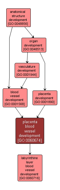 GO:0060674 - placenta blood vessel development (interactive image map)