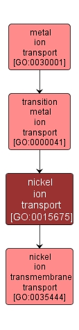GO:0015675 - nickel ion transport (interactive image map)
