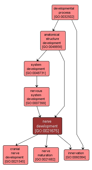 GO:0021675 - nerve development (interactive image map)