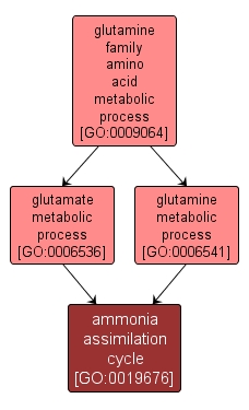 GO:0019676 - ammonia assimilation cycle (interactive image map)